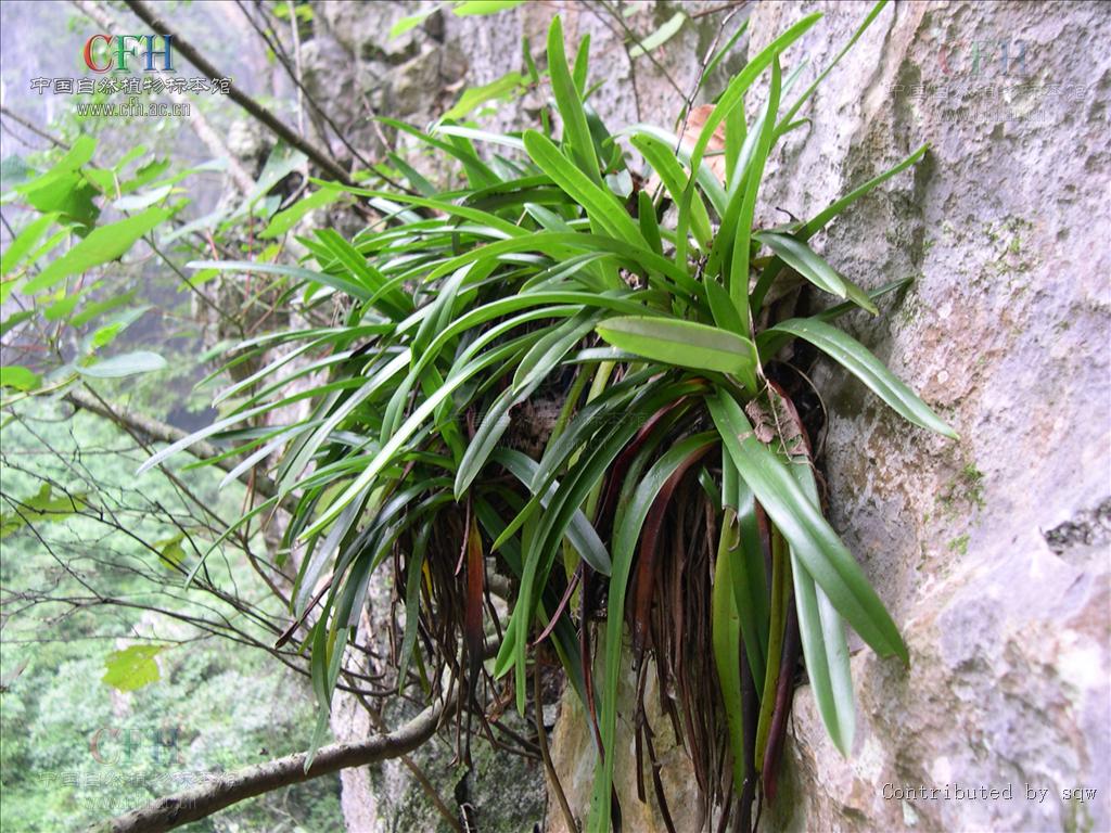  p>小叶兜兰(学名: i>paphiopedilum barbigerum /i>)兰科, a target=