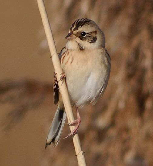  p>红颈苇鹀(学名: i>emberiza yessoensis /i>):属小型 a href="#">
