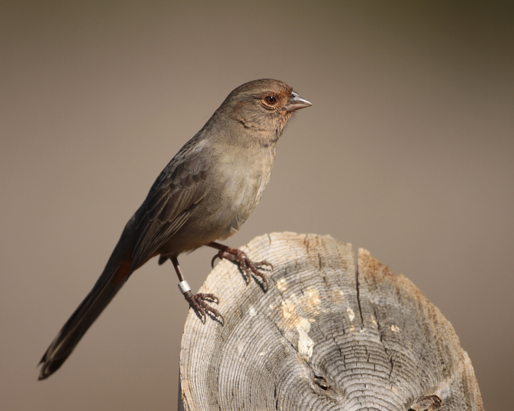  p>加州地雀鹀属小型 a target="_blank" href="/item/鸣禽/2173587"