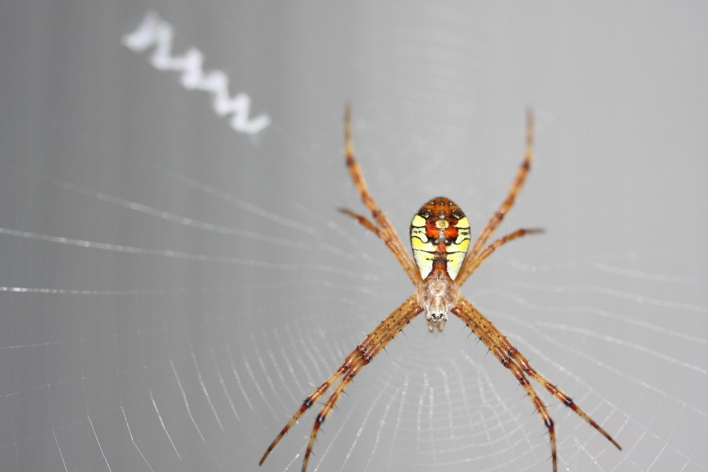 断纹金蛛