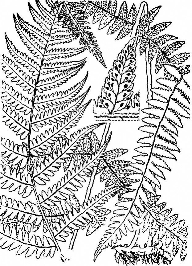 brevipes&nbsp;&nbsp; /i>ching)是金星蕨科紫柄蕨属植物