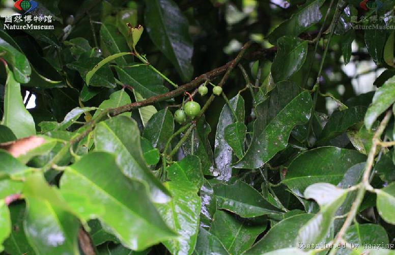  p>藤黄属(学名:garcinia linn.)乔木或灌木,通常具黄色树脂.