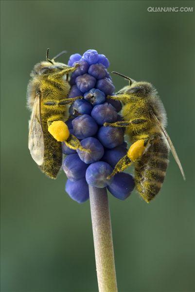 muscari botryoides mill