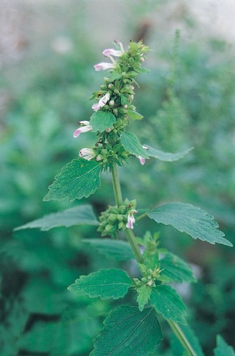  p>金剑草(学名:rubia alata wall)是草质攀援藤本.