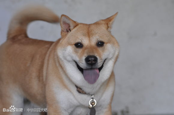  p>春和犬属 a target="_blank" href="/item