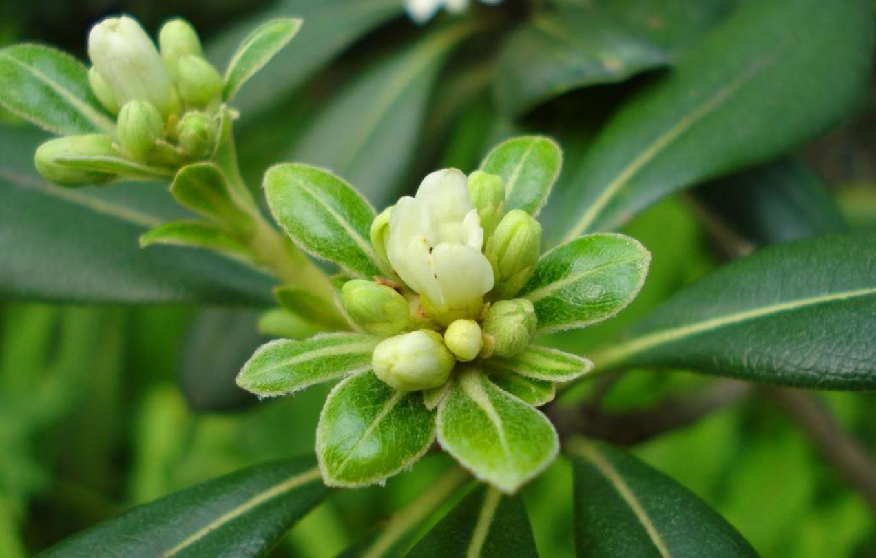  p>缝线海桐(学名:pittosporum perryanum gowda)是海桐花科,海桐花属