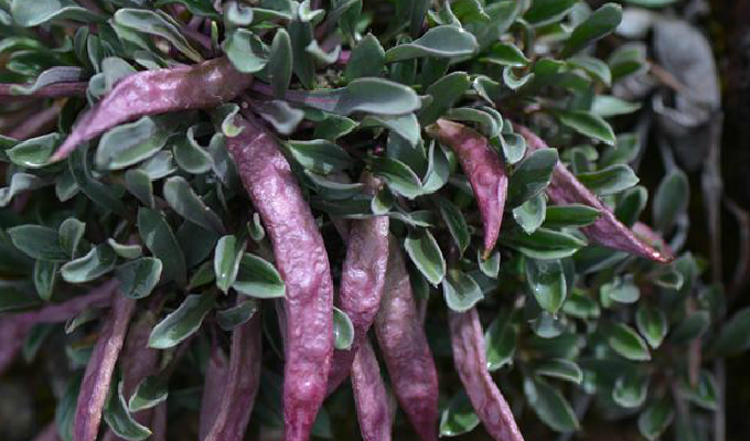  b> i>solms-laubachia dolichocarpa /i> /b>)为十字花科丛菔属下的