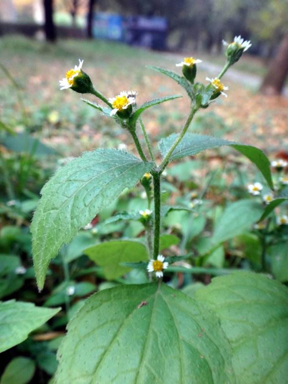  p>牛膝菊(拉丁学名: i>galinsoga parviflora  /i>cav.