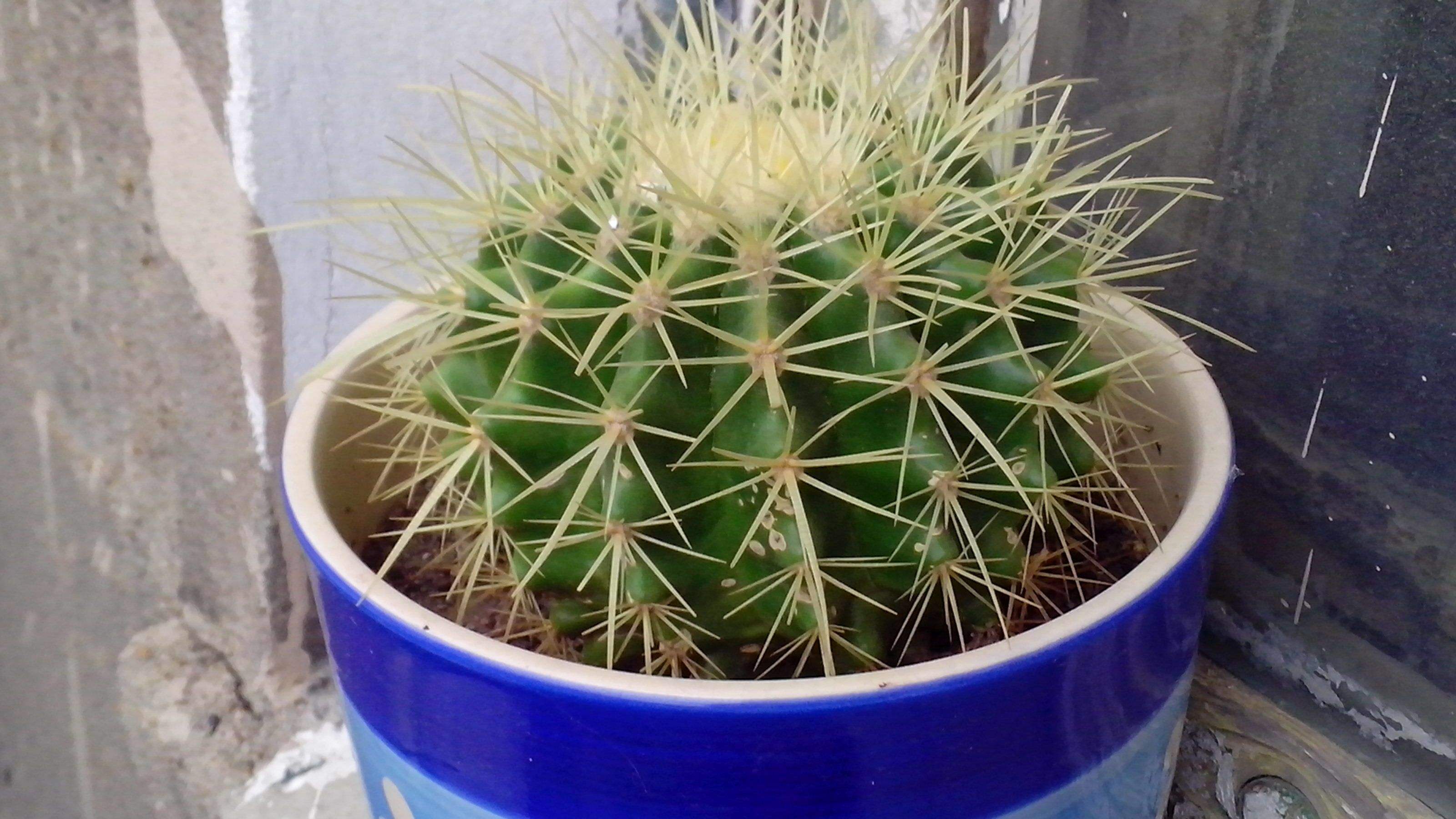 是仙人掌科,金琥属多年生 a target="_blank" href="/item/草本">