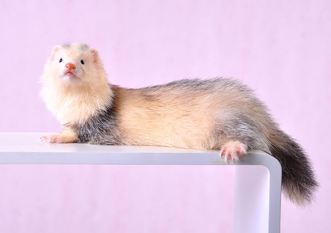 美洲熊猫色安格鲁貂