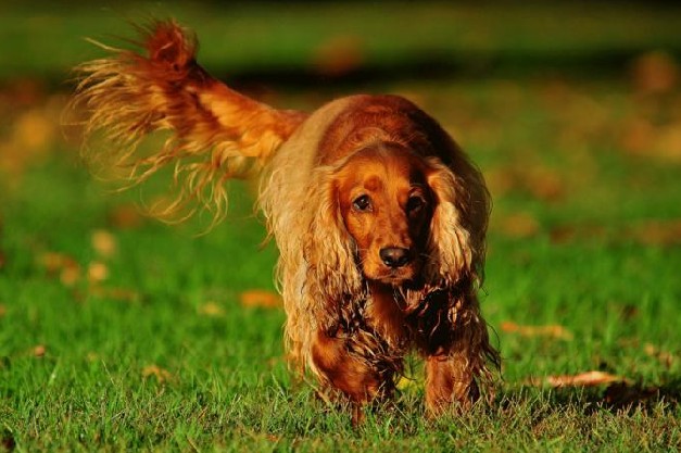 english cocker spaniel)又称 a href="#">确架獚 /a>, a href="#"