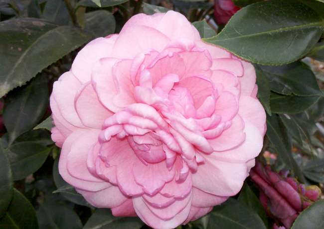  p>粉丹:福建别名—— a href="#" data-lemmaid="6533124">五色赤丹 