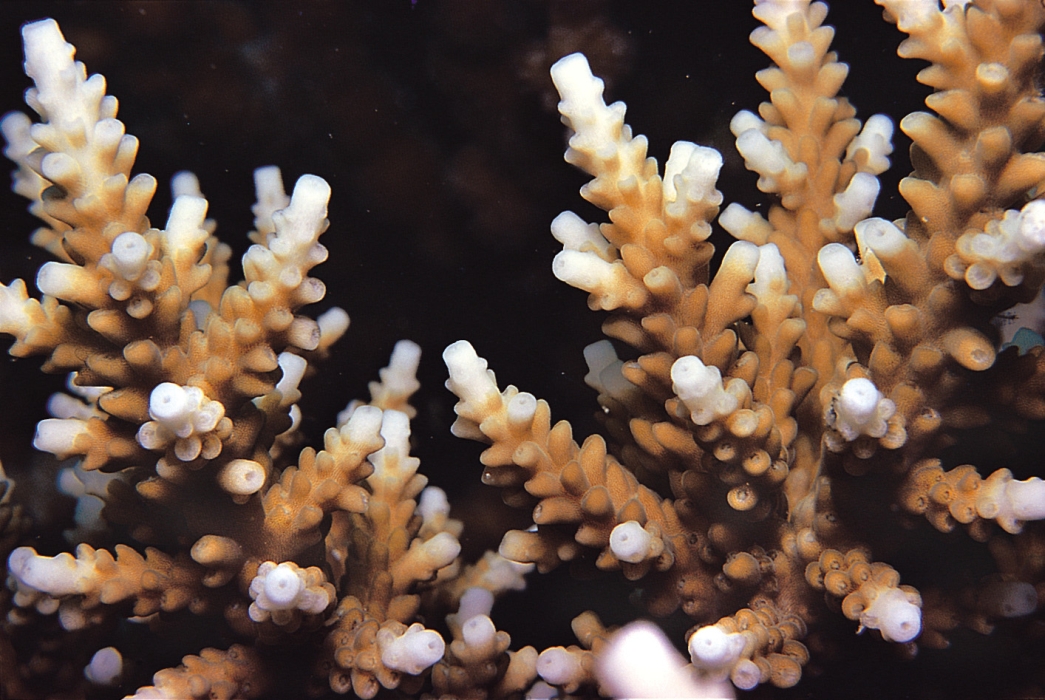 acropora elseyi