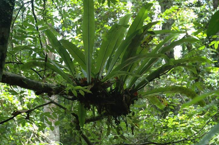  p>雨林附生植物单在 a href="#" data-lemmaid="5091863">新热带界 