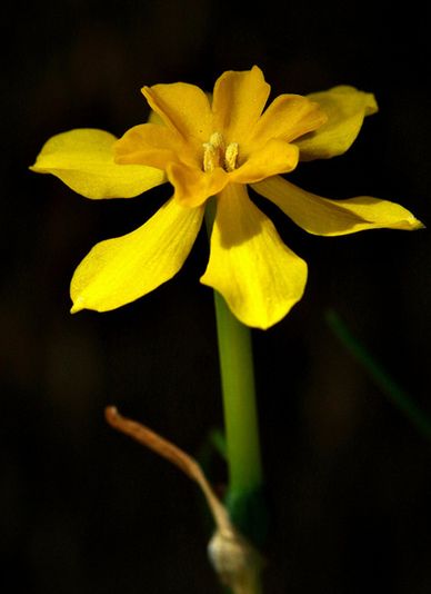 narcissus jonquilla var. henriquesii samp.