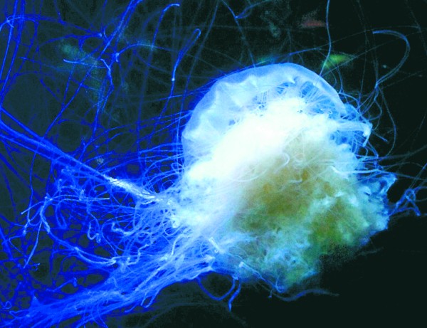  p>沙海蜇是钵水母纲旗口水母目的一种水母,成体伞径25-60厘米,最大近