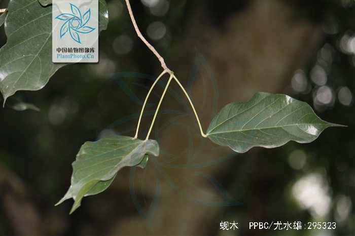  p>蚬木,拉丁学名: i>excentrodendron hsienmu /i>(chun et how) h.