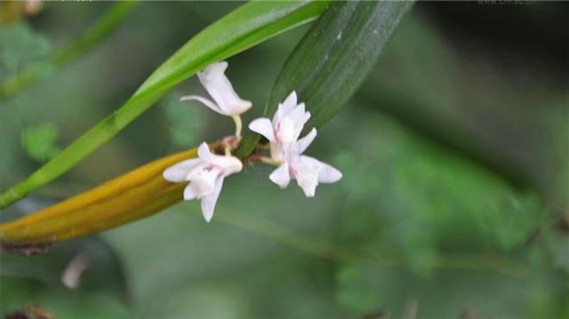 滇金石斛云南个体