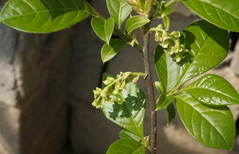  p>臭常山(学名: i>orixa japonica /i> thunb.