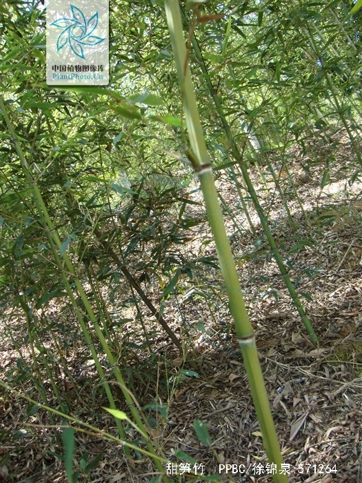  p>甜笋竹(学名: i>phyllostachys elegans  /i>mcclure)是禾本科