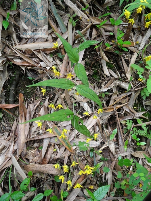  p> b>长梗过路黄 /b>(学名: i>lysimachia longipes /i>)为 a target