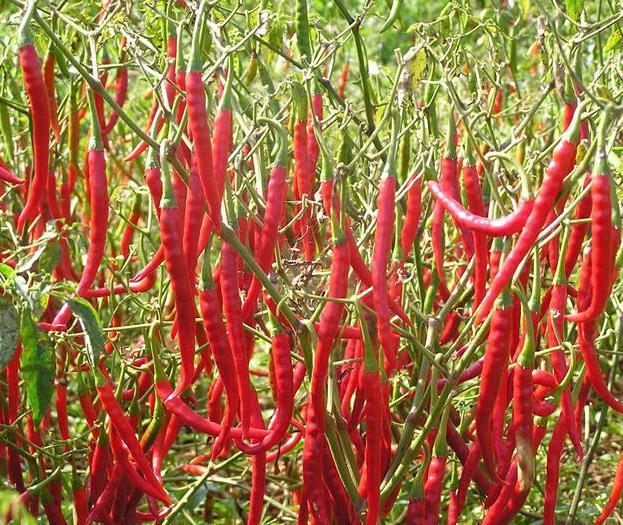  p>辣椒,别名:牛角椒,长辣椒,菜椒,灯笼椒,拉丁文名: i>capsicum