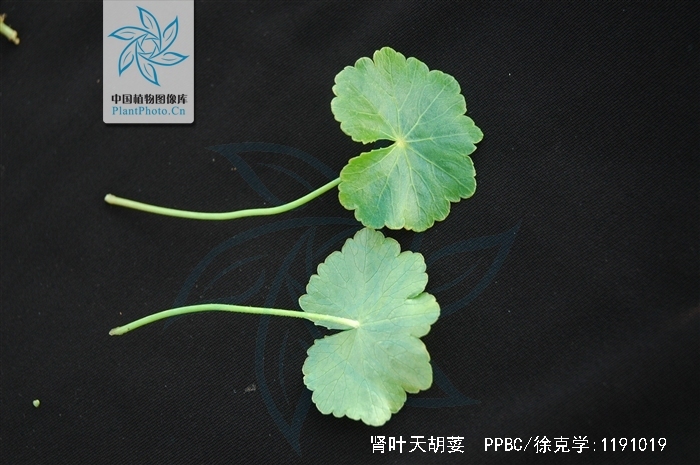  p>肾叶天胡荽,  a target="_blank" href="/item/多年生草本/3514470