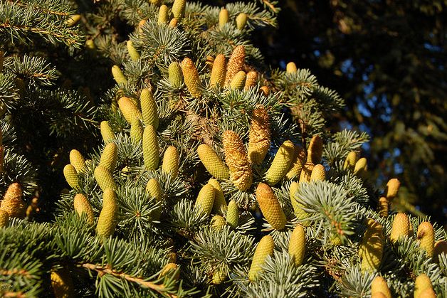  p>大西洋雪松(学名: i>cedrus atlantica /i>),为 a href="#" data