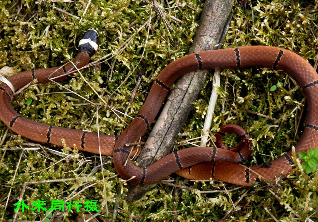  p>丽纹蛇(sinomicrurus)为眼镜蛇科丽纹蛇属的爬行动物,俗称为 a