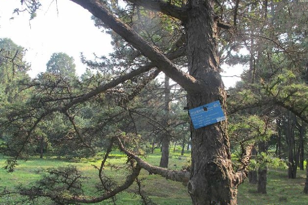 长白落叶松家系n-130