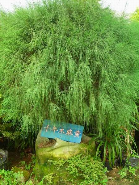 木麻黄家系-晋76-12