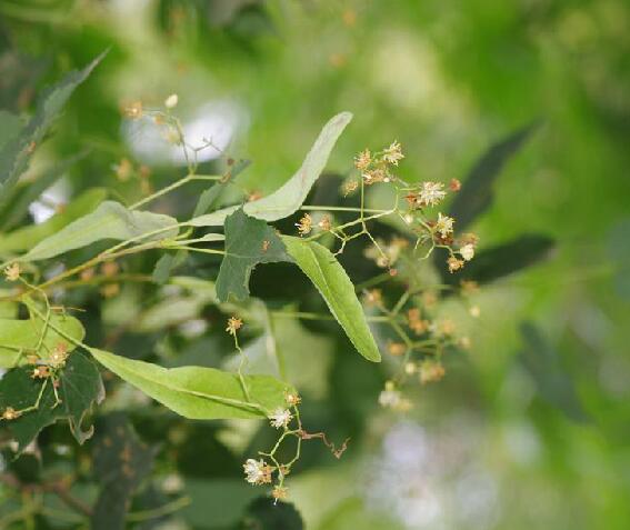 是椴树科,椴树属植物,乔木,高10米,树皮淡灰色,有不规则薄片状脱落