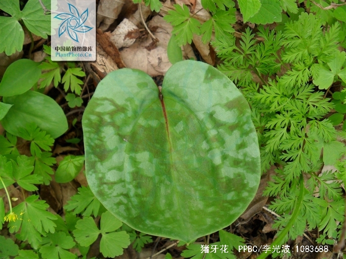  /i>是一种草本植物,产吉林南部(临江).生林下润湿地.