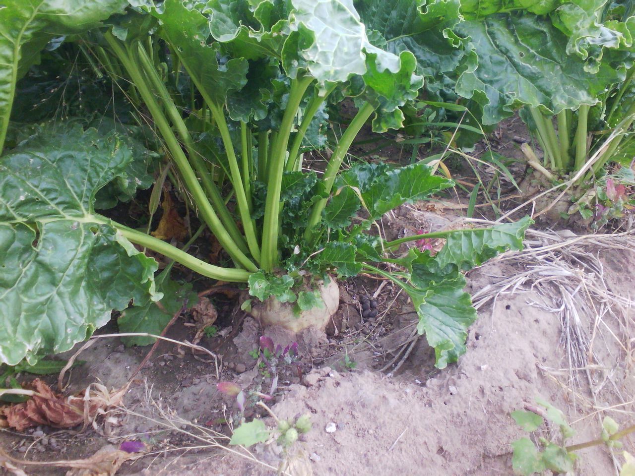  p>甜菜(学名: i>beta vulgaris /i> l.