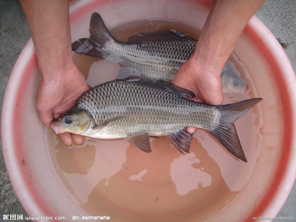  p>岩原鲤(学名:procypris rabaudi)为 a target="_blank" href="