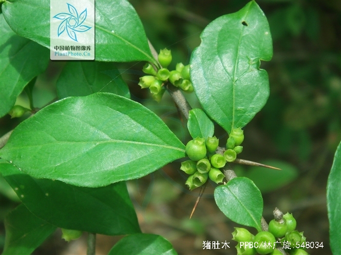 href="/item/双子叶植物">双子叶植物 /a>药茜草科植物刺鱼骨木的根