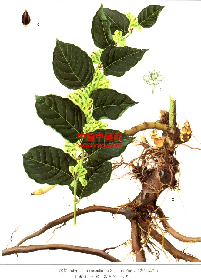  p>虎杖,中药名.为蓼科植物虎杖 i>polygonum cuspidatum  /i>sieb.