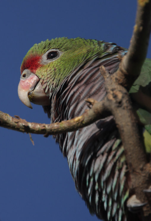  p>红胸亚马逊鹦鹉(学名:amazona vinacea)是典型的 a href="#" data