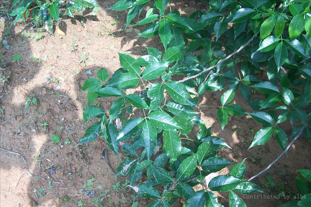  p>鱼木属(crateva l.