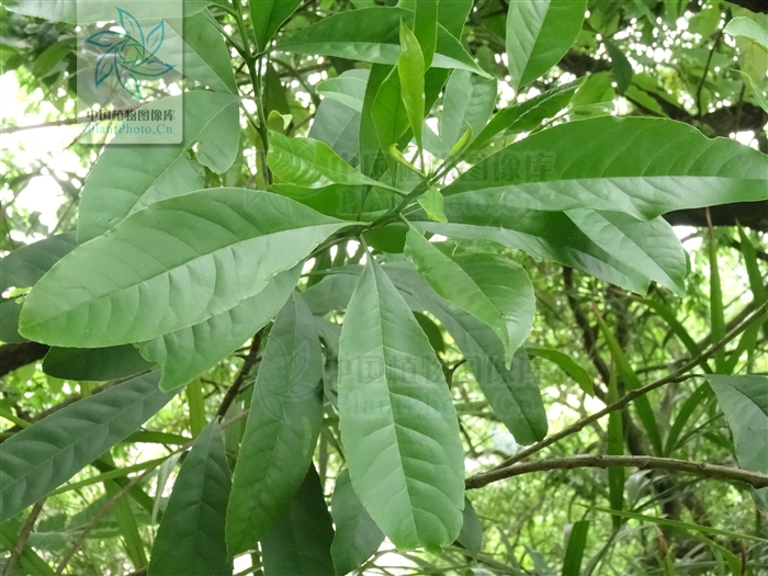 osmanthus matsumuranus hayata