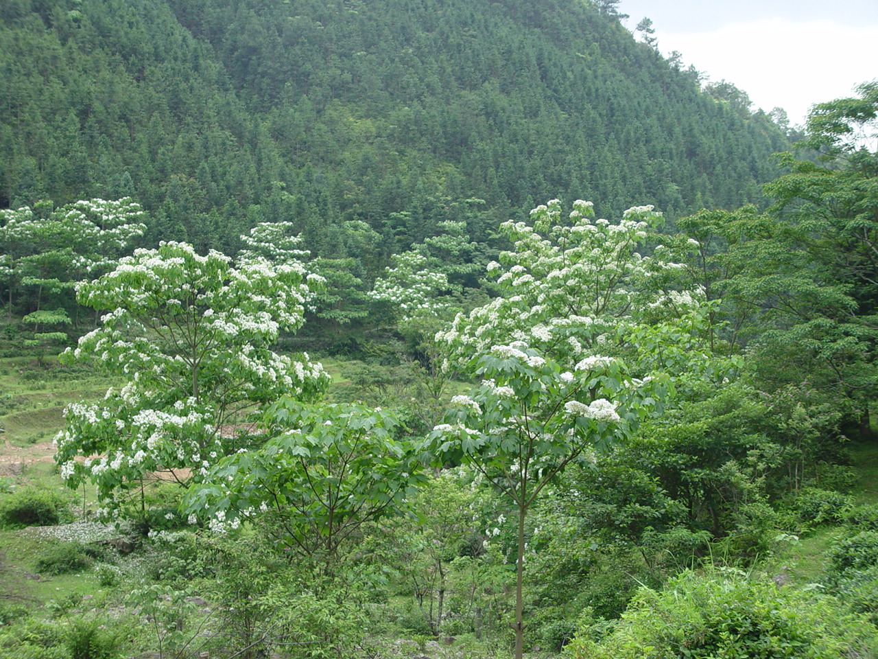 桐树