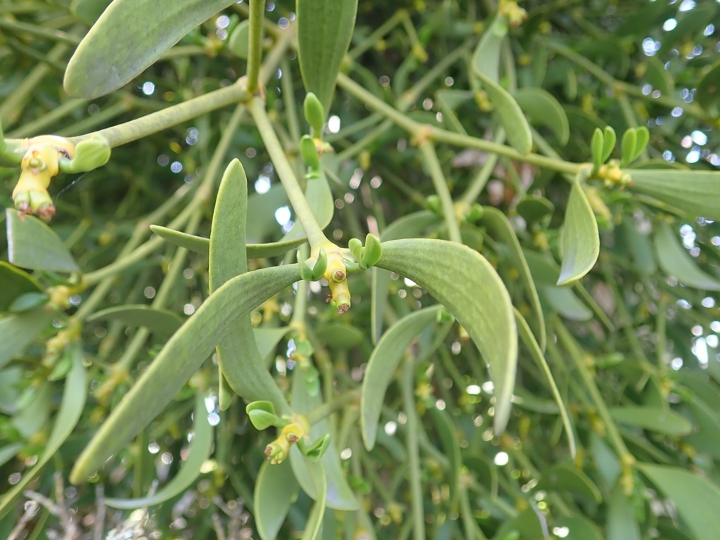 槲寄生（檀香科槲寄生属植物）_百度百科