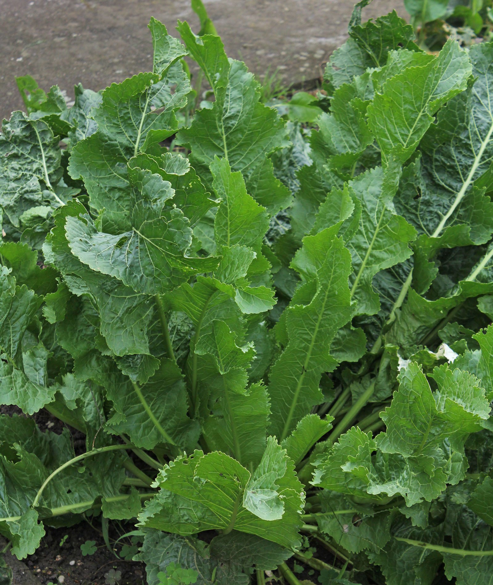 p. gaertner et schreb.)是十字花科,辣根属植物.