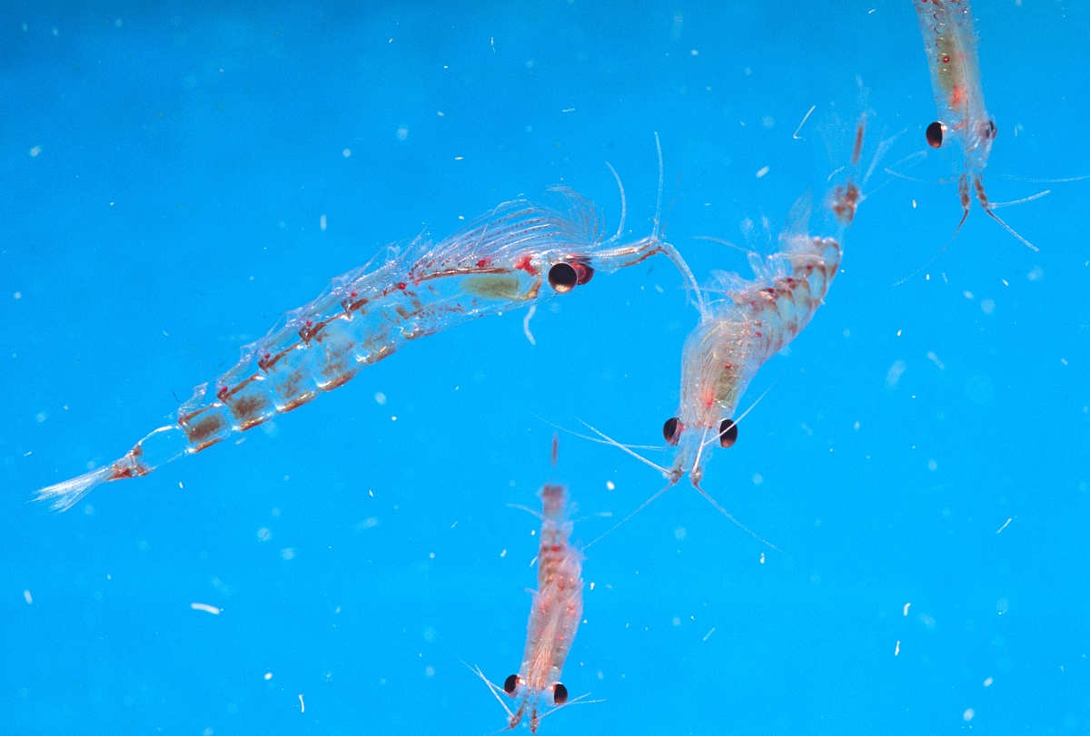  p>南极磷虾(学名: i>euphausia superba /i>)是磷虾科,磷虾属虾类.