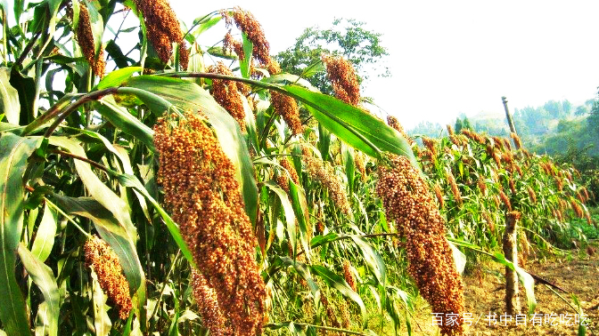 处暑吃高梁，高粱为什么是“百谷之长”_百科TA说