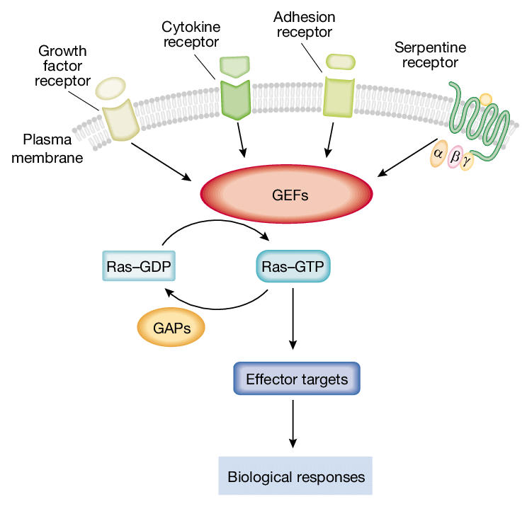 鸟嘌呤核苷酸交换因子
