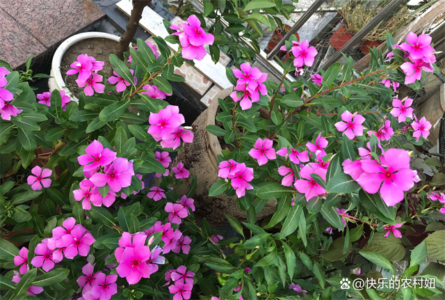 长春花要想养的好 不仅要注意施肥 还要注意修剪 百科ta说