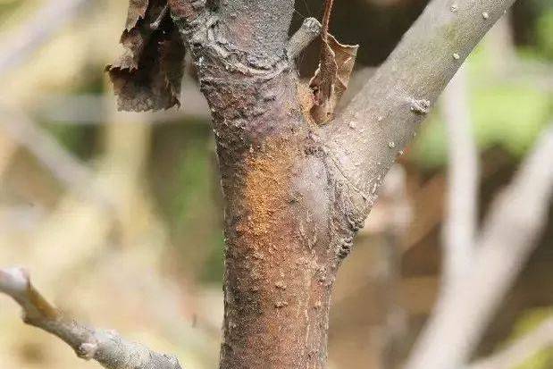 苹果树干枯病