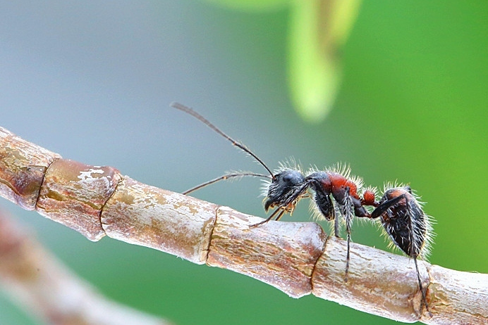 为食一种见"缝"建穴又嗜吃电线的红棕色长毛蚂蚁正在美国南部海湾各州