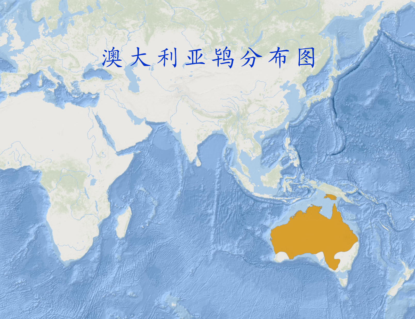  p>澳大利亚鸨(学名: i>ardeotis australis /i>):是鸨科,阿拉伯鸨属 